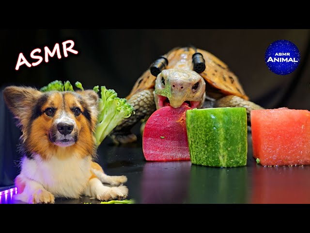 ASMR EATING FOOD MUKBANG 🐢 Turtle Tortoise 164