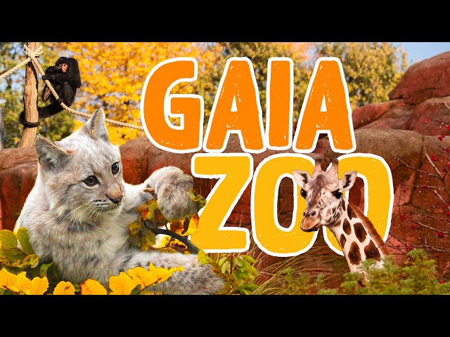 GaiaZOO Kerkrade (NL) | Zoo Eindruck
