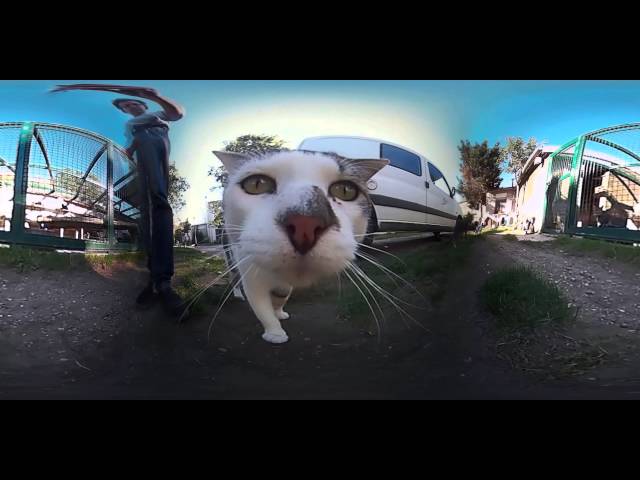 LOL-CAT 360 Video