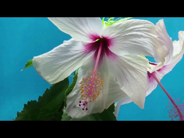 Time-Lapse: Watch Flowers Bloom Before Your Eyes | Short Film Showcase-Flute, Guitar Music