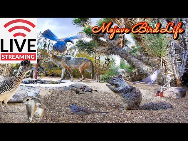 🔴 LIVE 🌵Desert Watering Hole Ground Cam: 🪵Quail, Roadrunners, Hawks, Songbirds & More! ✨Ad Free✨