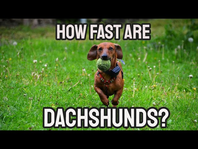 Wiener Dog Racing: How fast can a Dachshund run?