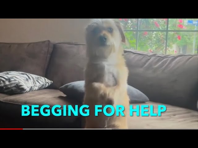 Begging for Help
