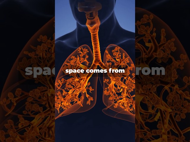 Lung Surface = Tennis court #facts #medical #health #viral #trending #science #blood