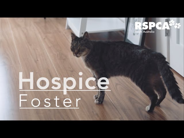 The personal reward of hospice fostering | RSPCA South Australia