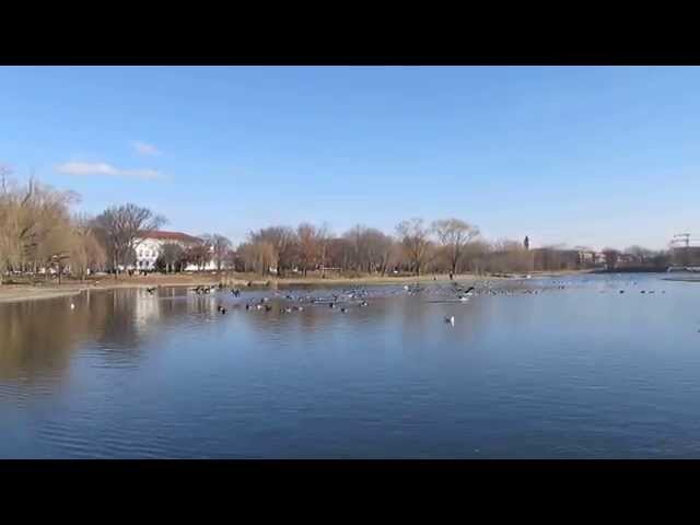Geese arriving in Constitution Gardens Pond