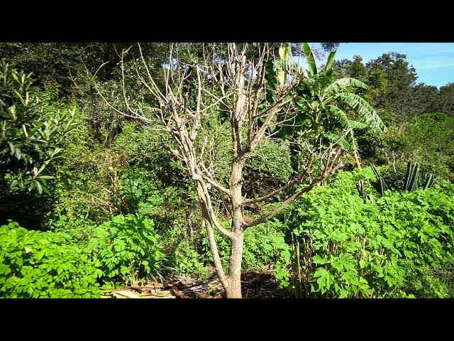 WHY THIS MULBERRY TREE DIED & What Took It's Place