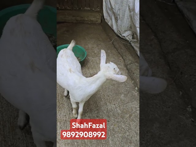 Bantam  9892908992 #deonarbakra #viral #reels #trending #bantam #animals #shahfazal #2024