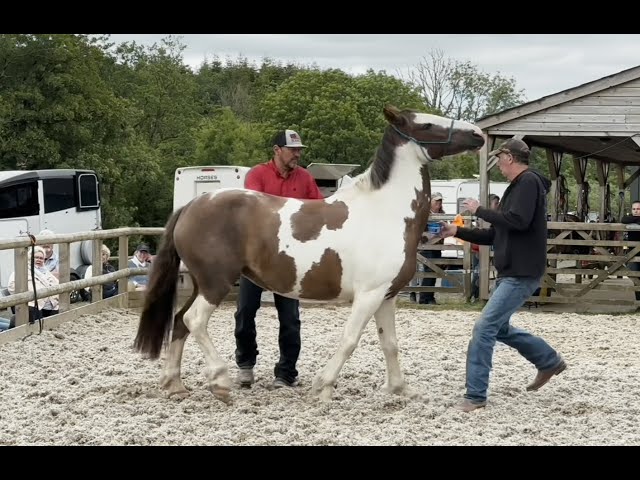 Horse is terrified of being sprayed with water!!