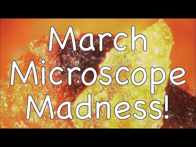 March Microscope Madness! (Week 2 - 2015)