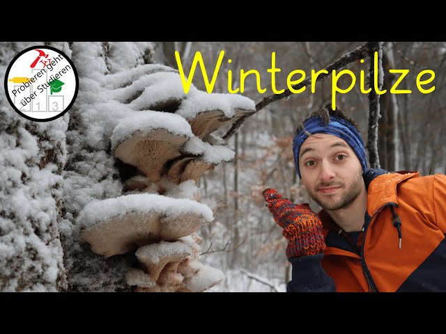FINDING Winter mushrooms 🍄❄️ in an easy way (even as beginner)