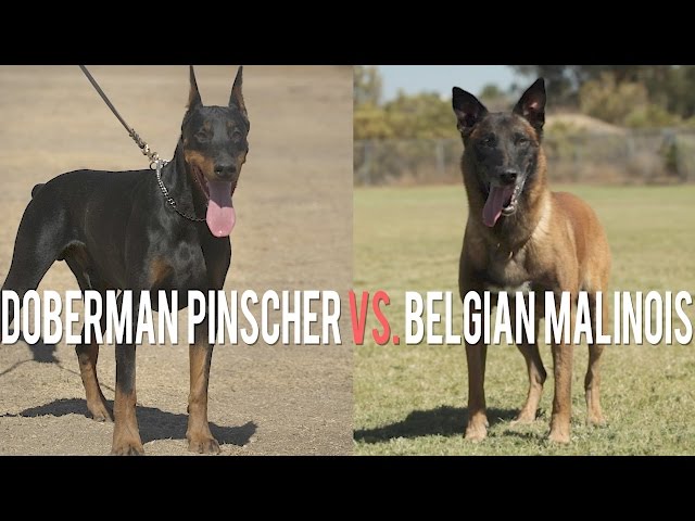 DOBERMAN PINSCHER VS. BELGIAN MALINOIS: BATTLE OF PROTECTION DOGS