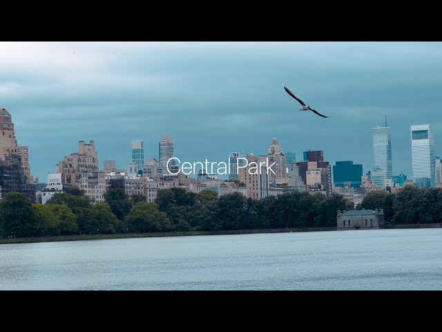 Birdwatching in Central Park // Shot on iPhone 14 Pro // Cinematic 4K