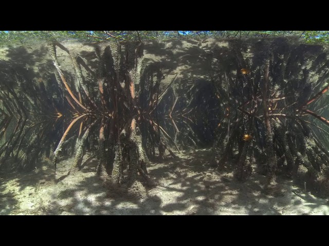 Experience Mangroves