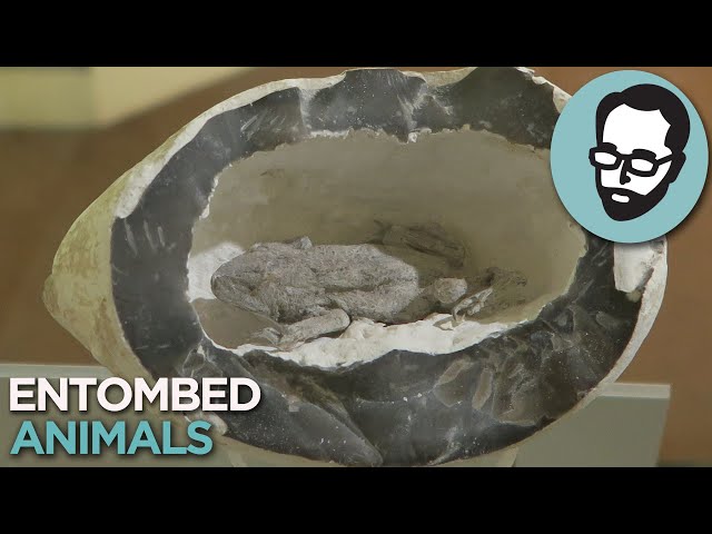 So Apparently "Toads Found In Rocks" Is A Thing | Answers With Joe