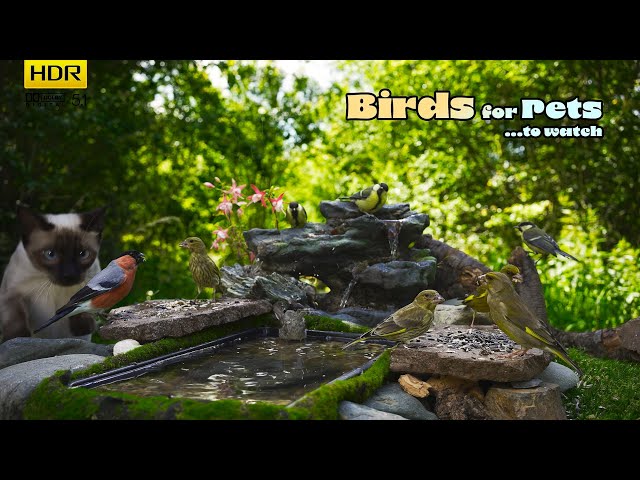 BEAUTIFUL Birds: Hungry fever on the feeder - TV for CATs & other PETs