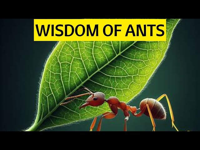 Wisdom Of Ants - Best Motivational Story