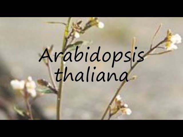 Model plant arabidopsis thaliana (Thale cress) by Asma Gulzar @botanyzoom12145
