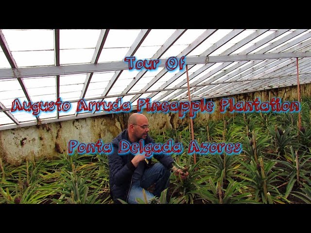 Tour Of Augusto Arruda Pineapple Plantation, Ponta Delgada Azores