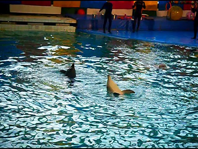 Санкт-Петербургский дельфинарий на Крестовском острове. Часть 9