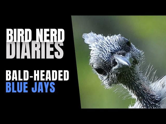 Bald-headed Jays | Bird Nerd Diaries