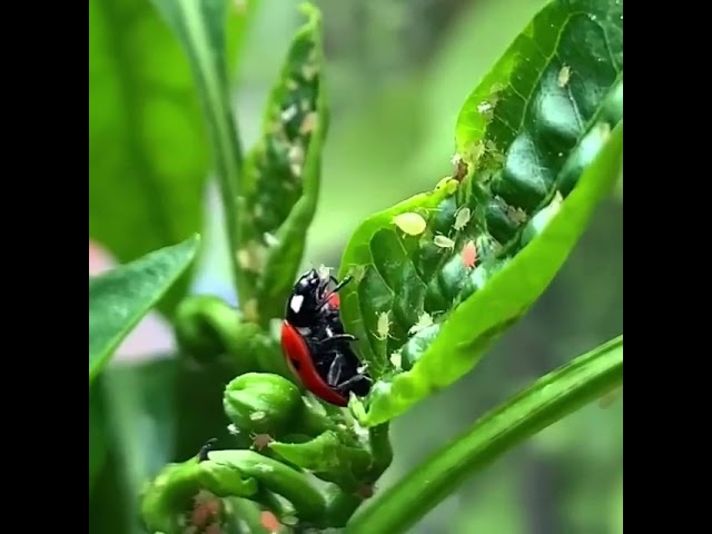 Ladybird 🐞🐞🐞 beetle feed on Aphids # /🐞🐞🐞🐞🐞🐞#shorts#youtubeshorts