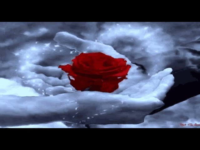 A Rose Is Still a Rose... (Aretha Franklin Cover)