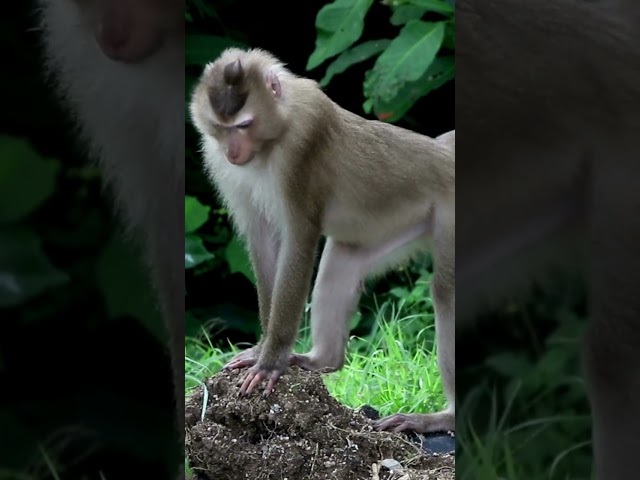 Cute Monkey in the wild #shorts #shortvideo #cute #viral #trending #viralshorts #trend #funny
