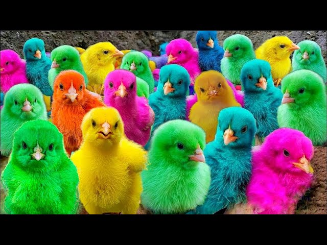 Chickens and Cute Ducks:Catching Cuteness with Ducks, Rabbits, and Guinea Pigs!