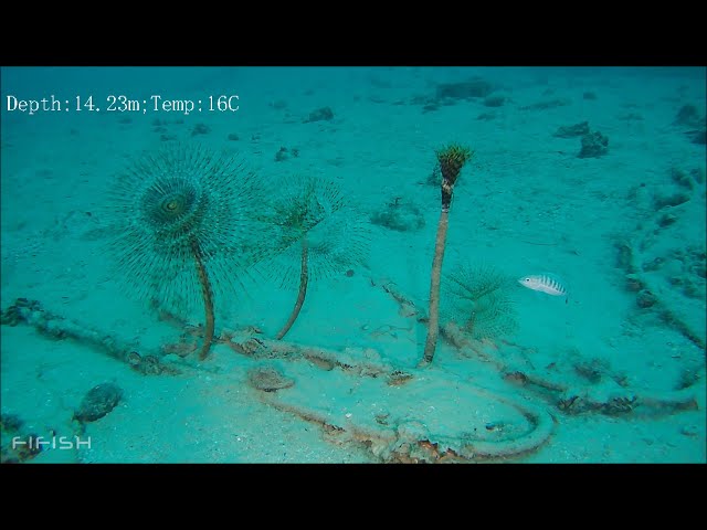 I found 3 feather duster worms with my underwater robot (FIFISH V6)