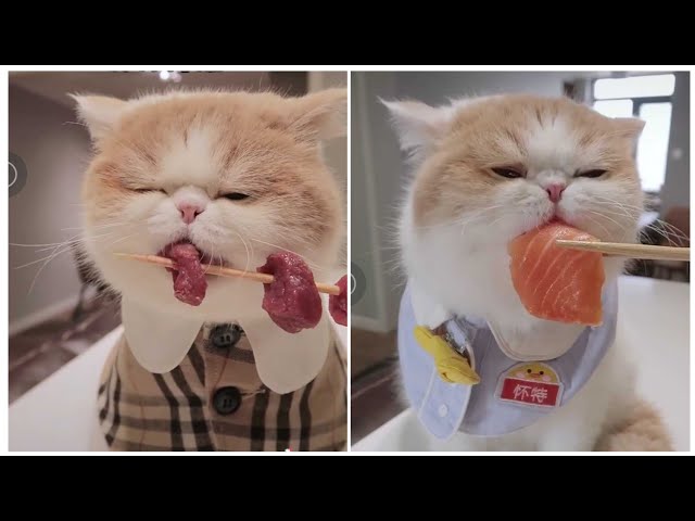 Mèo Ăn Thịt Sống Ngon Lành - Cats eat fresh food - ASMR - Trung Quốc