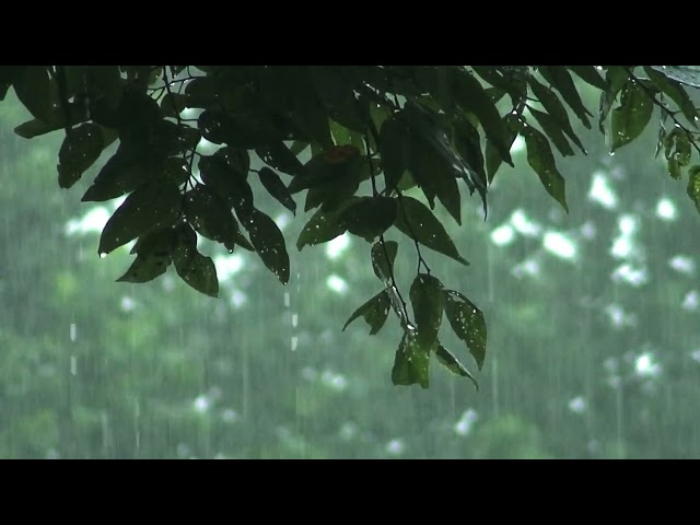 Peaceful Rainstorm - Nature's White Noise for Focus and Sleep - 10 Hours Deep Sleep