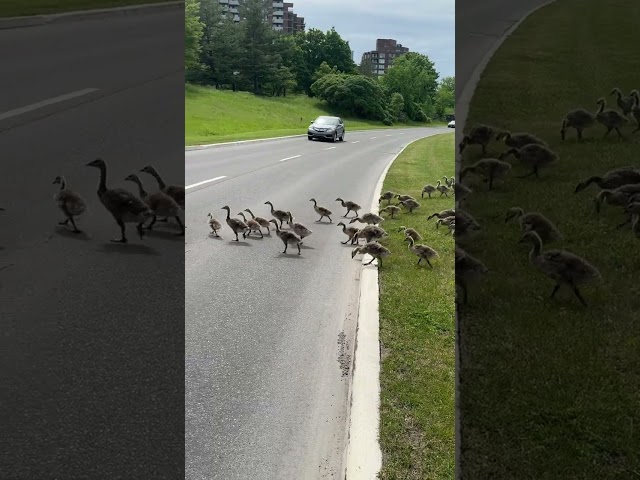 Gaggle of Geese Stop Traffic on Ottawa Road