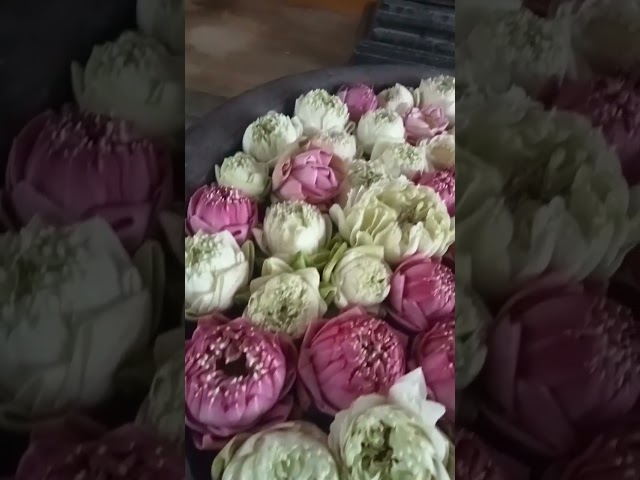 #lotus #flowers #love # #youtubeshorts #youtubevideo #ytshorts #youtubechannel #cambodia #travel