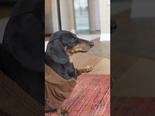 Dachshund uses THE FORCE to remove sister..!
