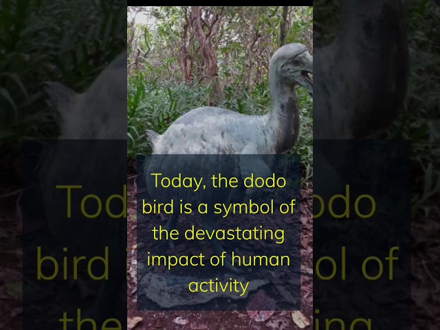 the extinction of dodo bird! #shorts #birds #nature