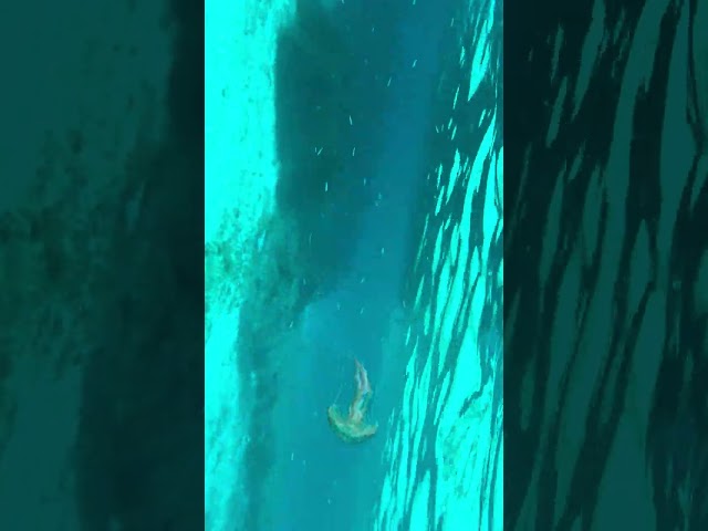 La Maddalena Archipelago underwater 6-20-2024