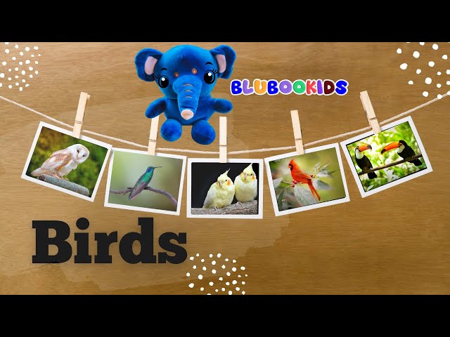 Meet the Birds | Fun and Educational Bird Song for Kids | BluBoo Kids 🦜🐦🦢