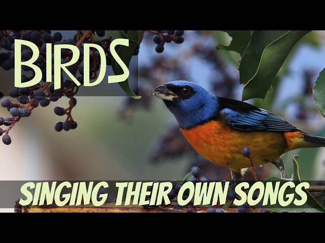 Birds Singing Their Own Songs-BIRDSONG