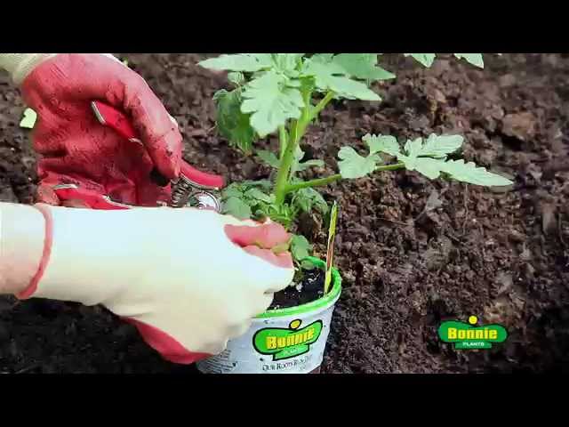 How to Plant Tomatoes