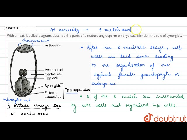 With a neat, labelled diagram, describe the parts of a mature angiosperm embryo sac.