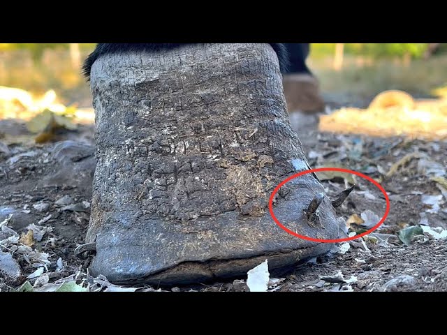 Dangerous donkey hoof! The nails turned inside out from the hoof! Farrier replacing horseshoe