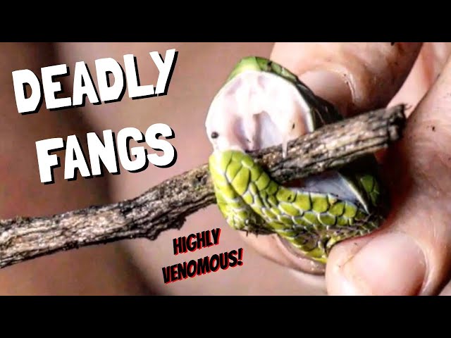 Snake Fangs Up Close! ft. Siamese Peninsular Pit Viper