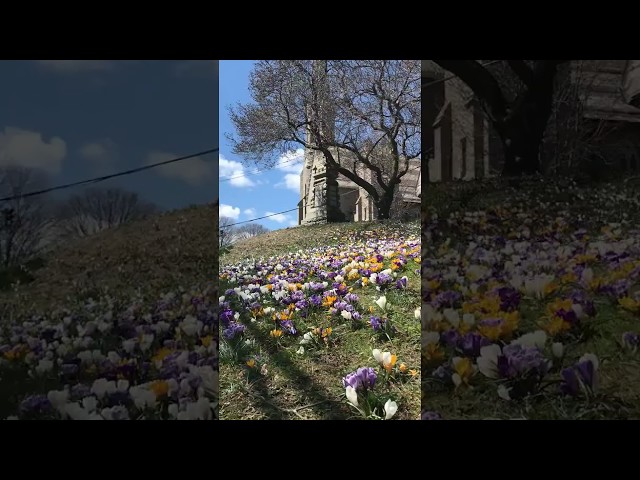 Crocuses on Monument Hill Post Rd April 2018 Greenwich CT