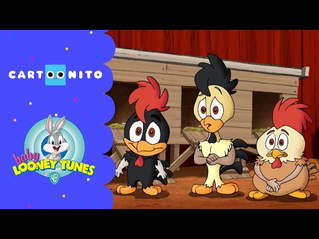 Baby Looney Tunes | Kikeriki, tu es! | Cartoonito