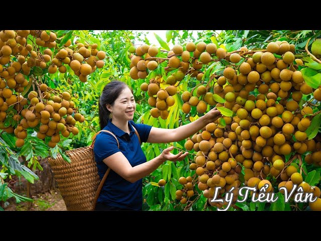 How to harvest Longan & Goes to the market sell - Farming and Cooking | Daily Life