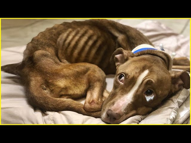Don't Throw Me Away, Okay? Dog's Tearful Eyes Begging For Help