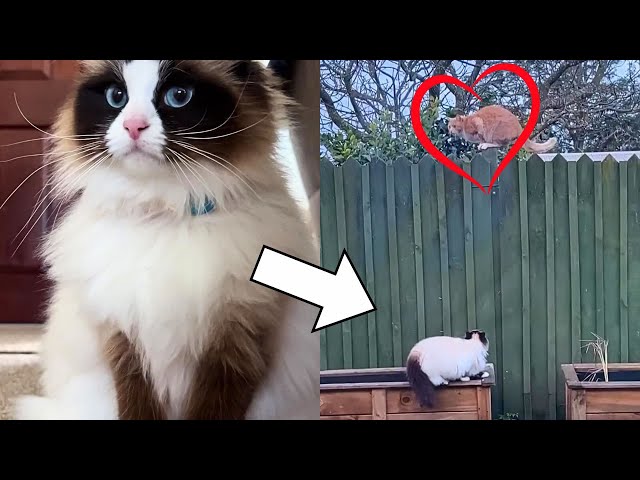 Cat Gets Caught Stalking Her Crush 😂
