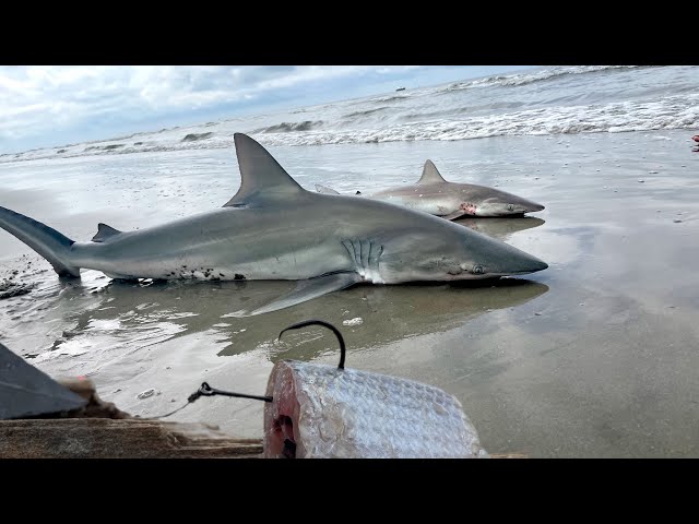 Surf Fishing For Sharks | Beach Fishing South Carolina | The Salty Twins