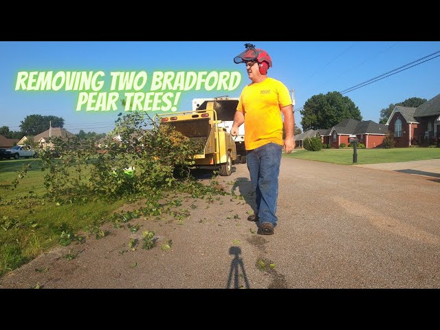 Removing a Bradford Pear Tree and the Stump